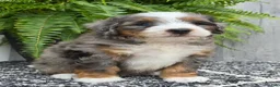 Mini Bernedoodle dogs for sale: Mini Knox - Ad 16
