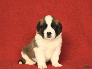 Saint Bernard dogs - Ad 7