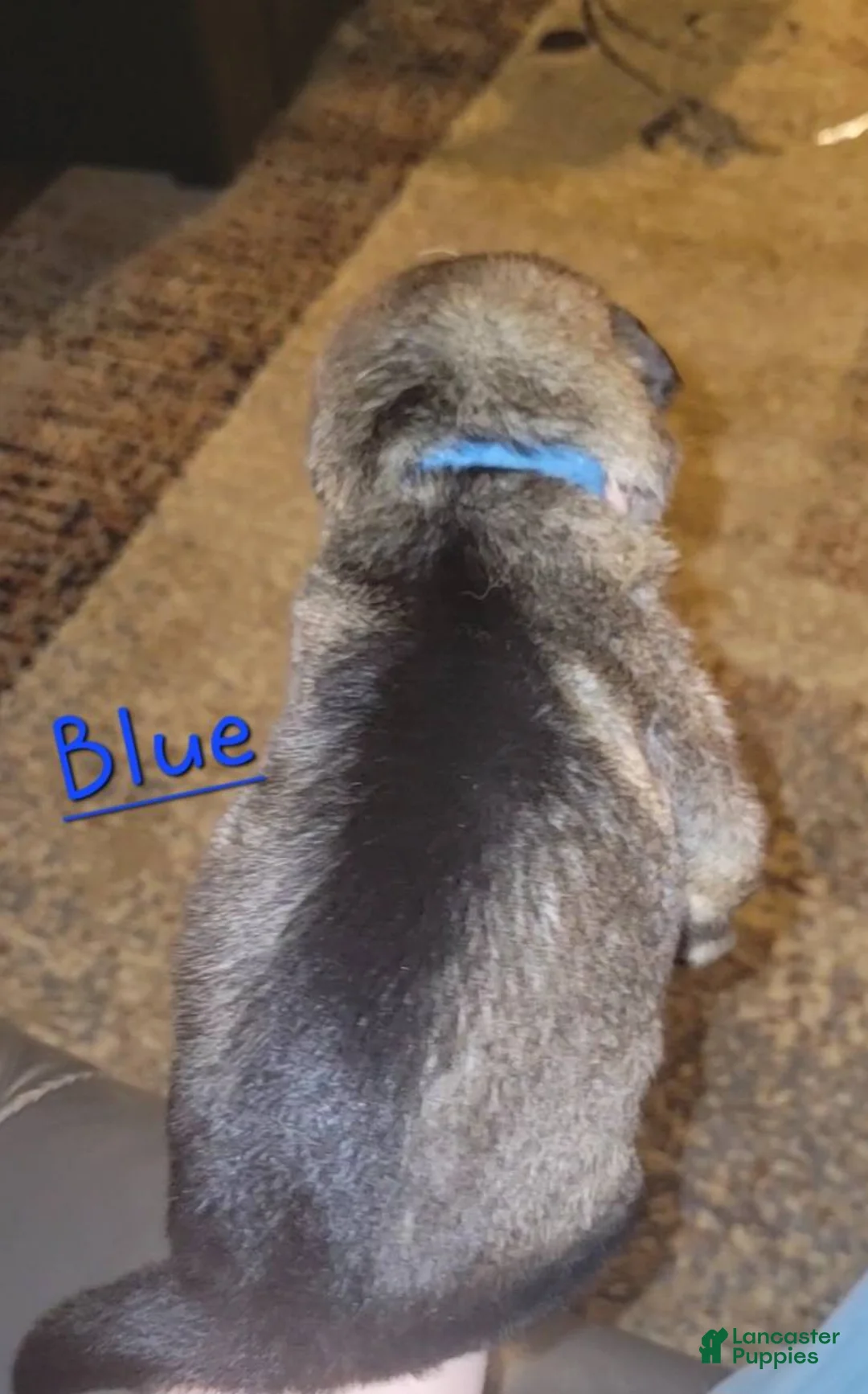 German Shepherd dogs for sale: Akc German Shepherds. 5 BOYS & 5 GIRLS Available! - Ad 2