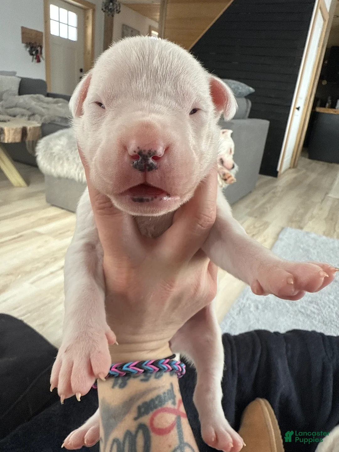 Dogo Argentino dogs for sale: Teal collar female  - Ad 1