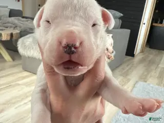 Dogo Argentino dogs Teal collar female - Ad 7