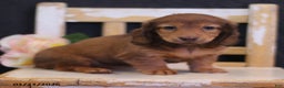 Miniature Dachshund dogs for sale: Wren - Ad 2