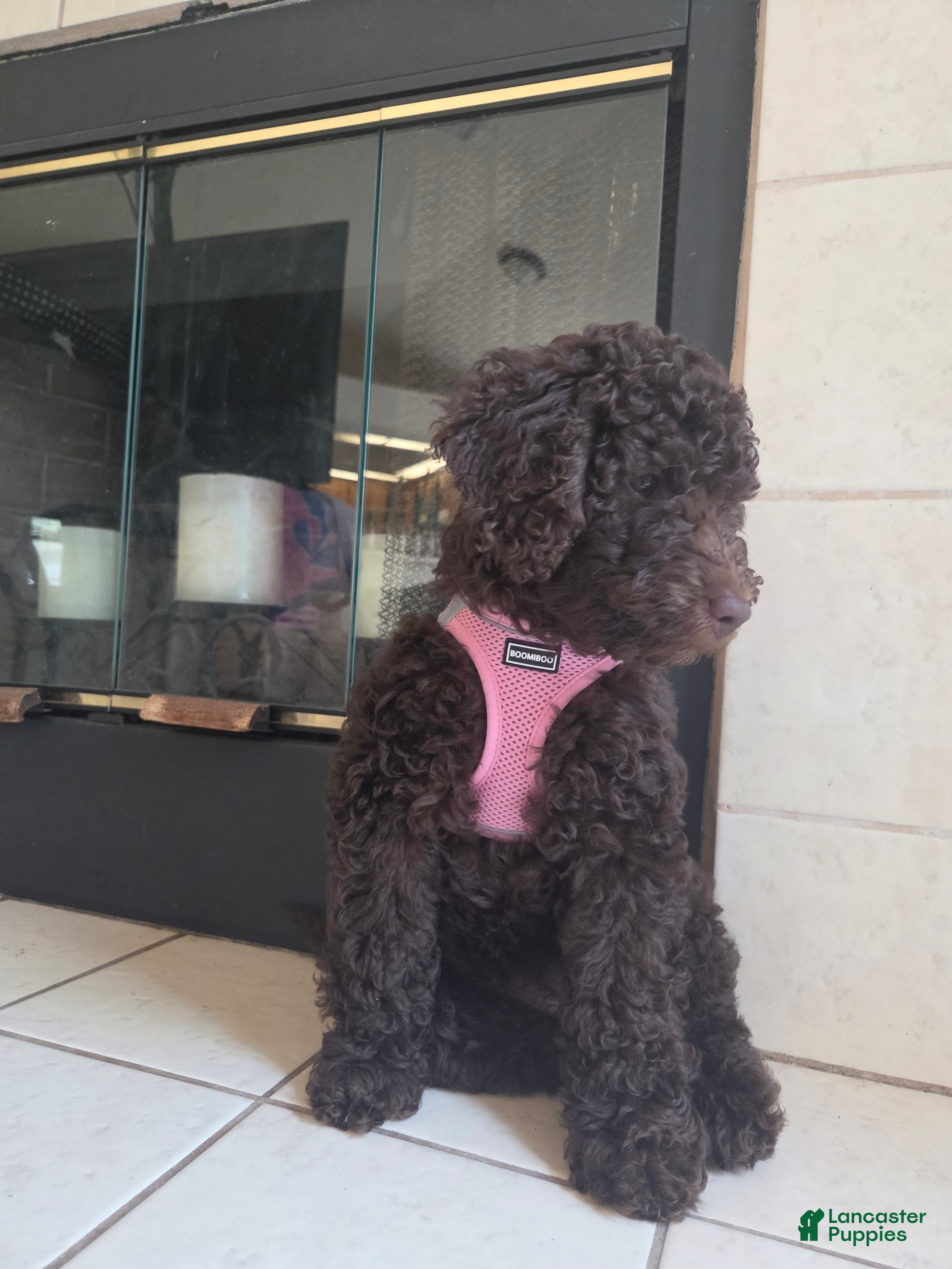 Miniature Poodle dogs E'claire - Ad 1