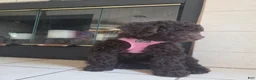 Miniature Poodle dogs for sale: E'claire - Ad 1