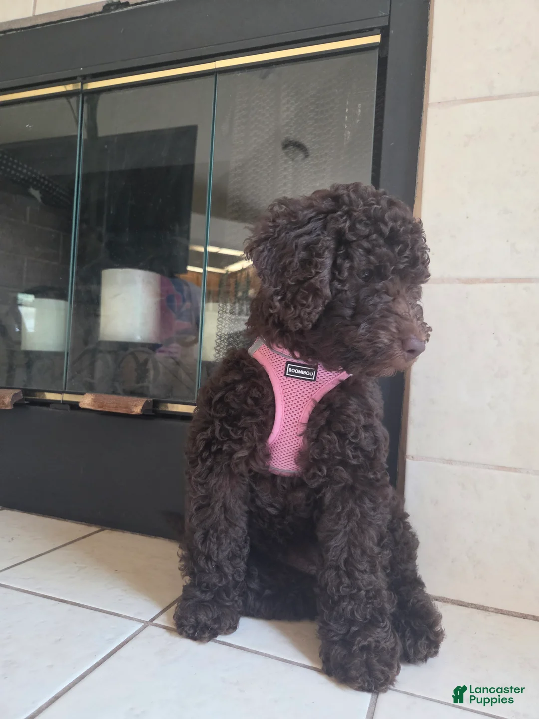 Miniature Poodle dogs for sale: E'claire - Ad 1