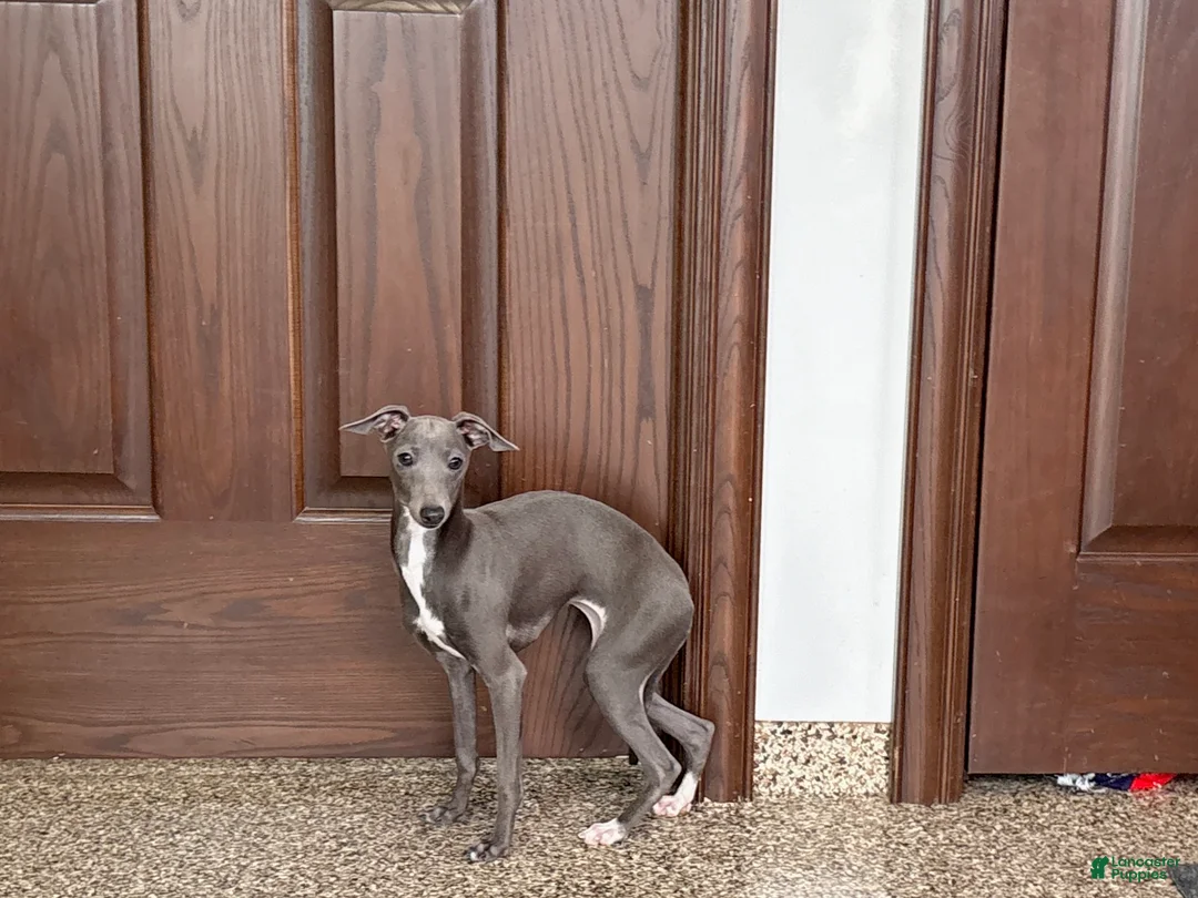 Italian Greyhound dogs for sale: Jenna - Ad 6