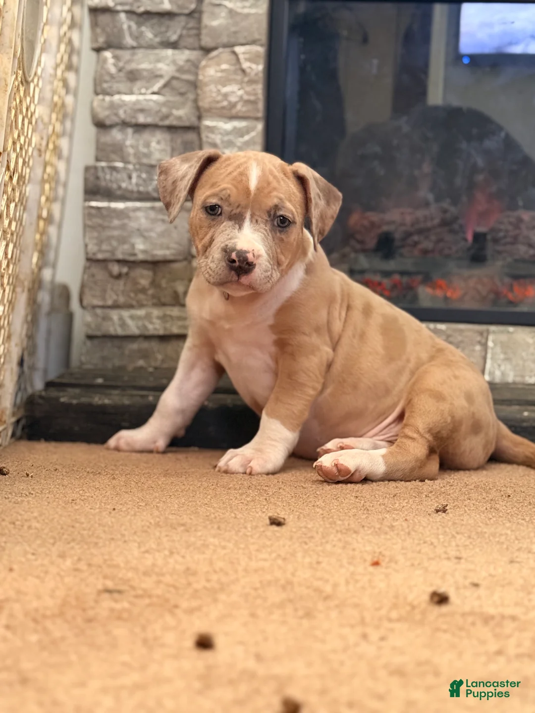 American Bully dogs for sale: American Bully Puppy 1 - Ad 1
