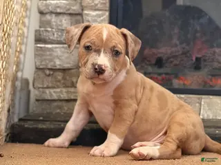 American Bully dogs American Bully Puppy 1 - Ad 38