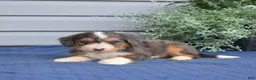 Mini Bernedoodle dogs for sale: Barkley - Ad 2