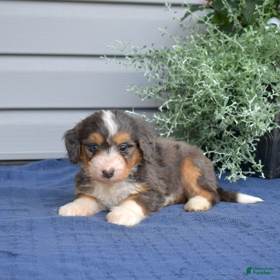 Mini Bernedoodle dogs for sale: Barkley - Ad 2