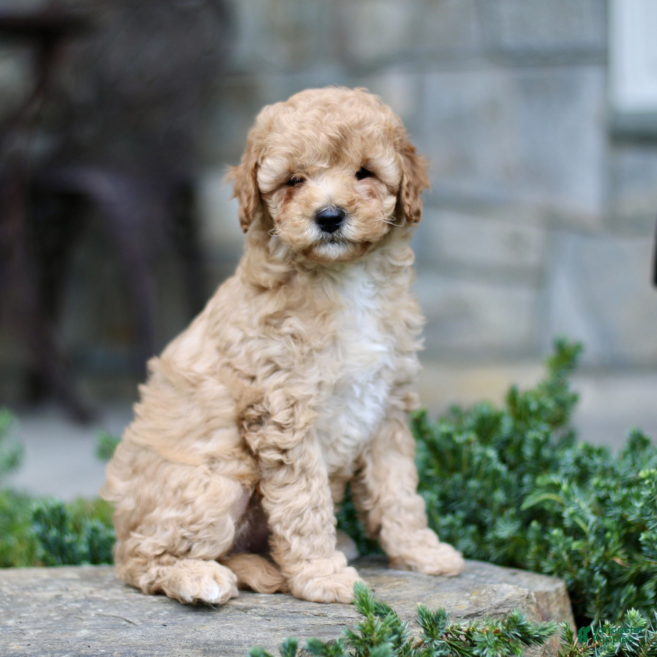 Cavapoo dogs Hannah  - Ad 2