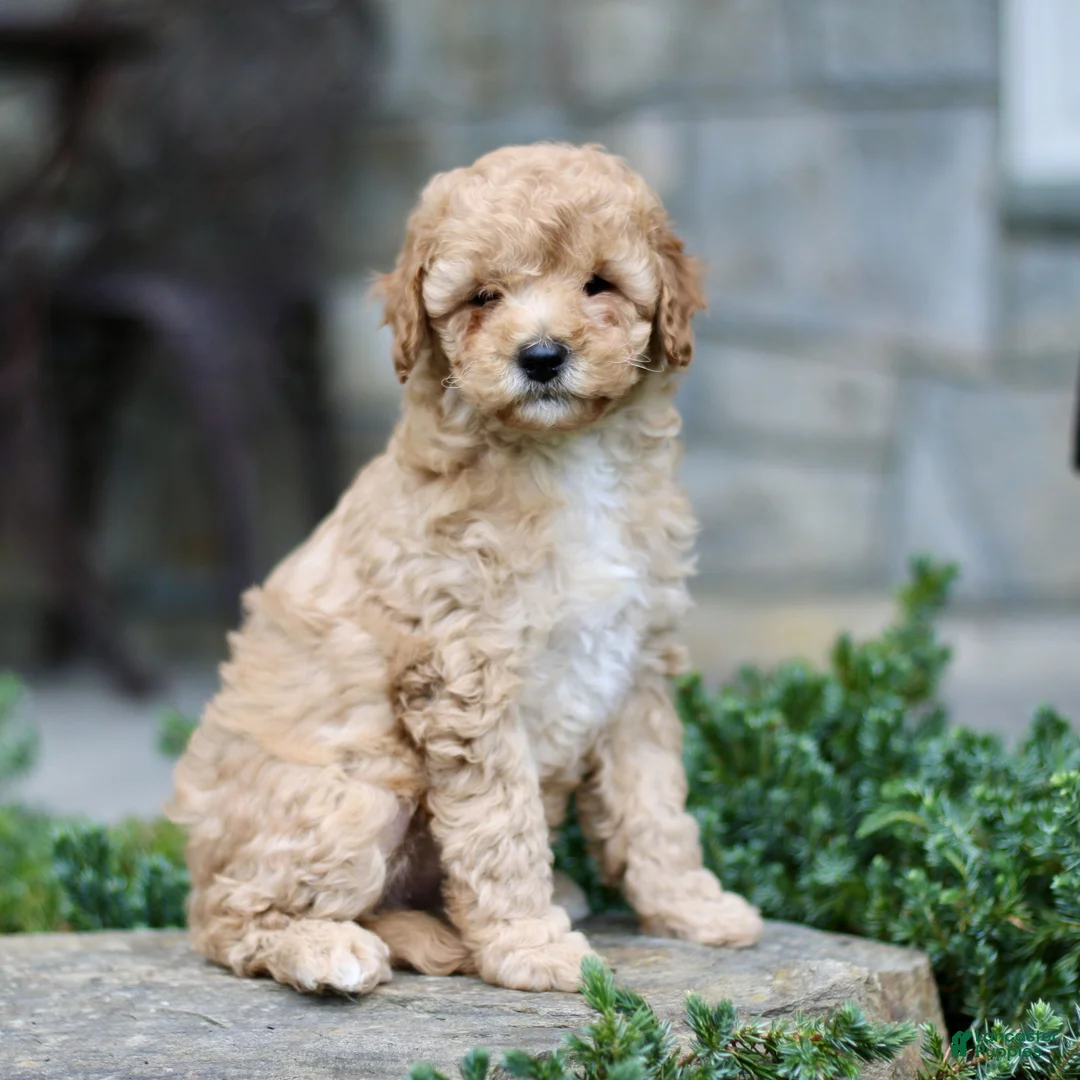 Cavapoo dogs for sale: Hannah  - Ad 2