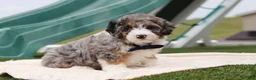Mini Bernedoodle dogs for sale: Parker - Ad 5