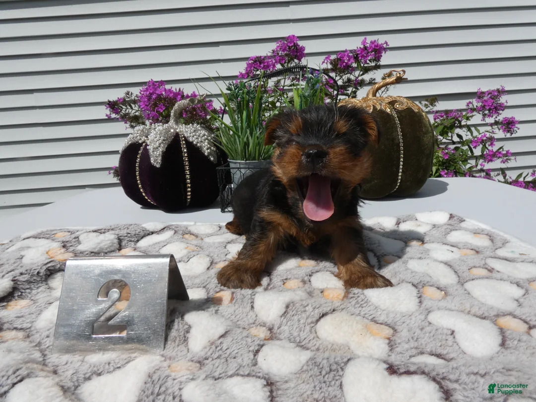 Yorkshire Terrier dogs for sale: Yorkshire Terrier 2 Willie - Ad 2