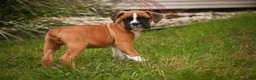 Boxer dogs for sale: Elam - Ad 4