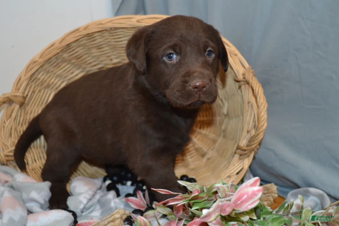 Labrador Retriever dogs for sale: Kelly - Ad 2