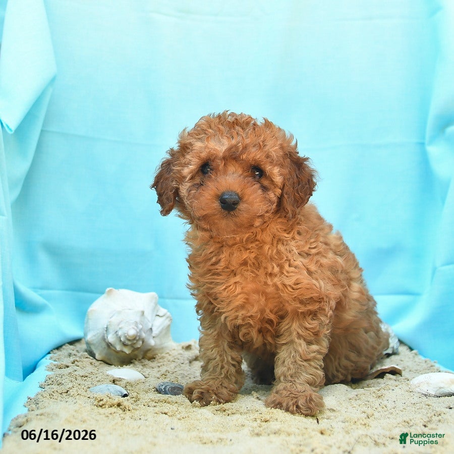 Yorkiepoo dogs Glow - Ad 2