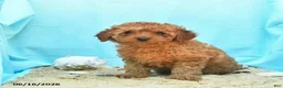 Yorkiepoo dogs for sale: Glow - Ad 2