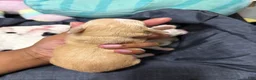 Mixed Breed dogs for sale: Mixed Breed 3 - Ad 2