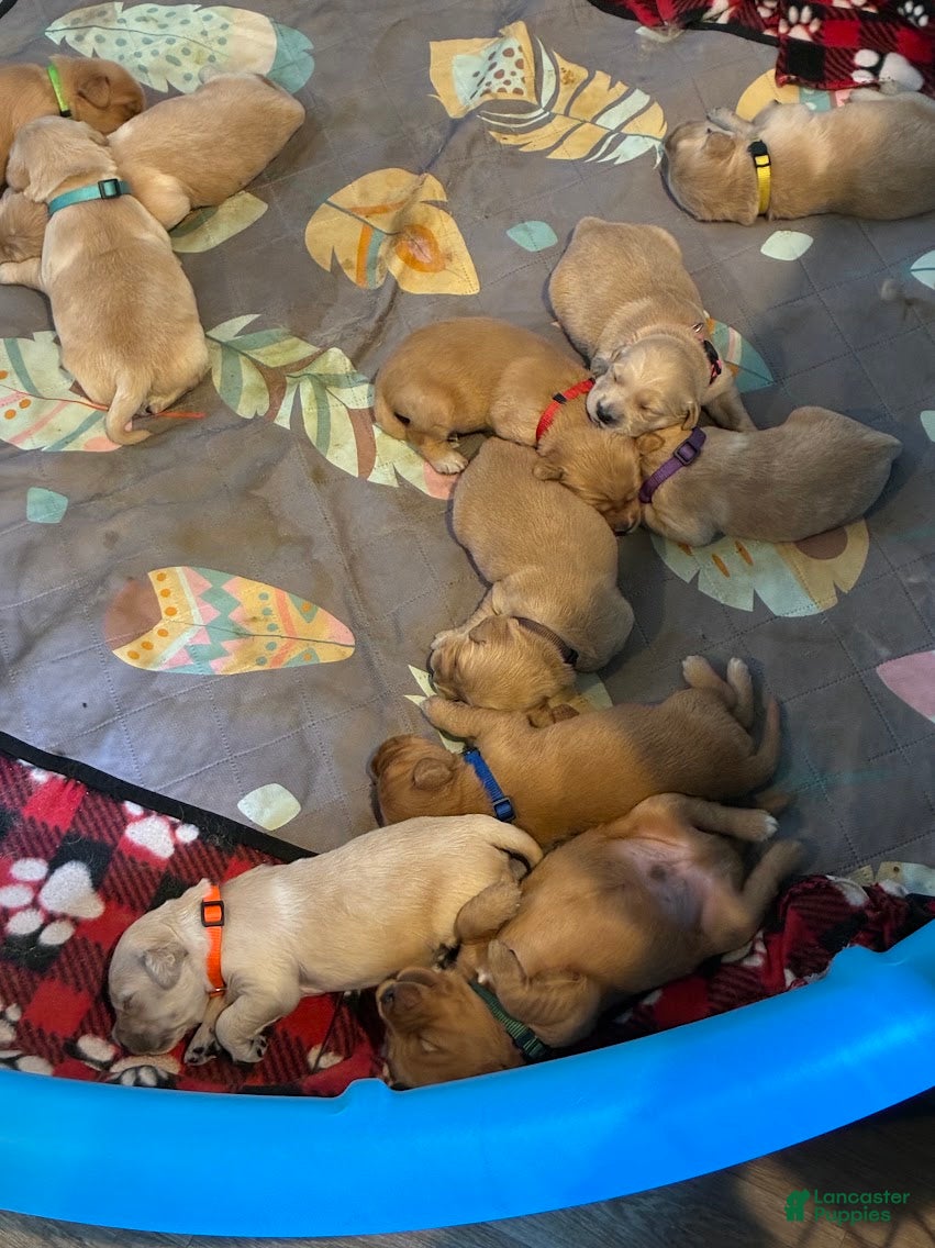 Golden Retriever dogs for sale: 3# Goose - Ad 9