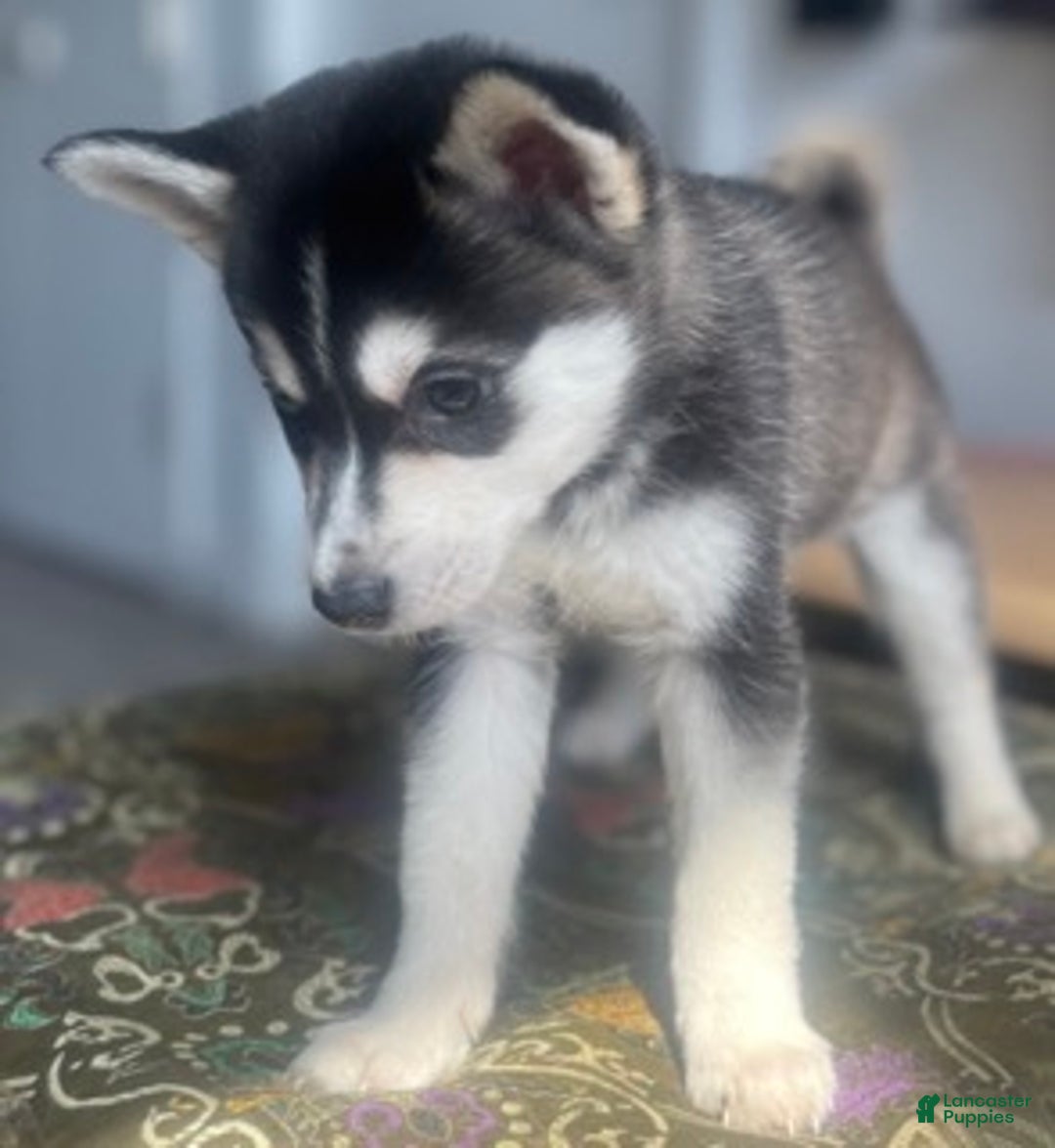 Alaskan Klee Kai dogs for sale: Alyssa - Ad 3