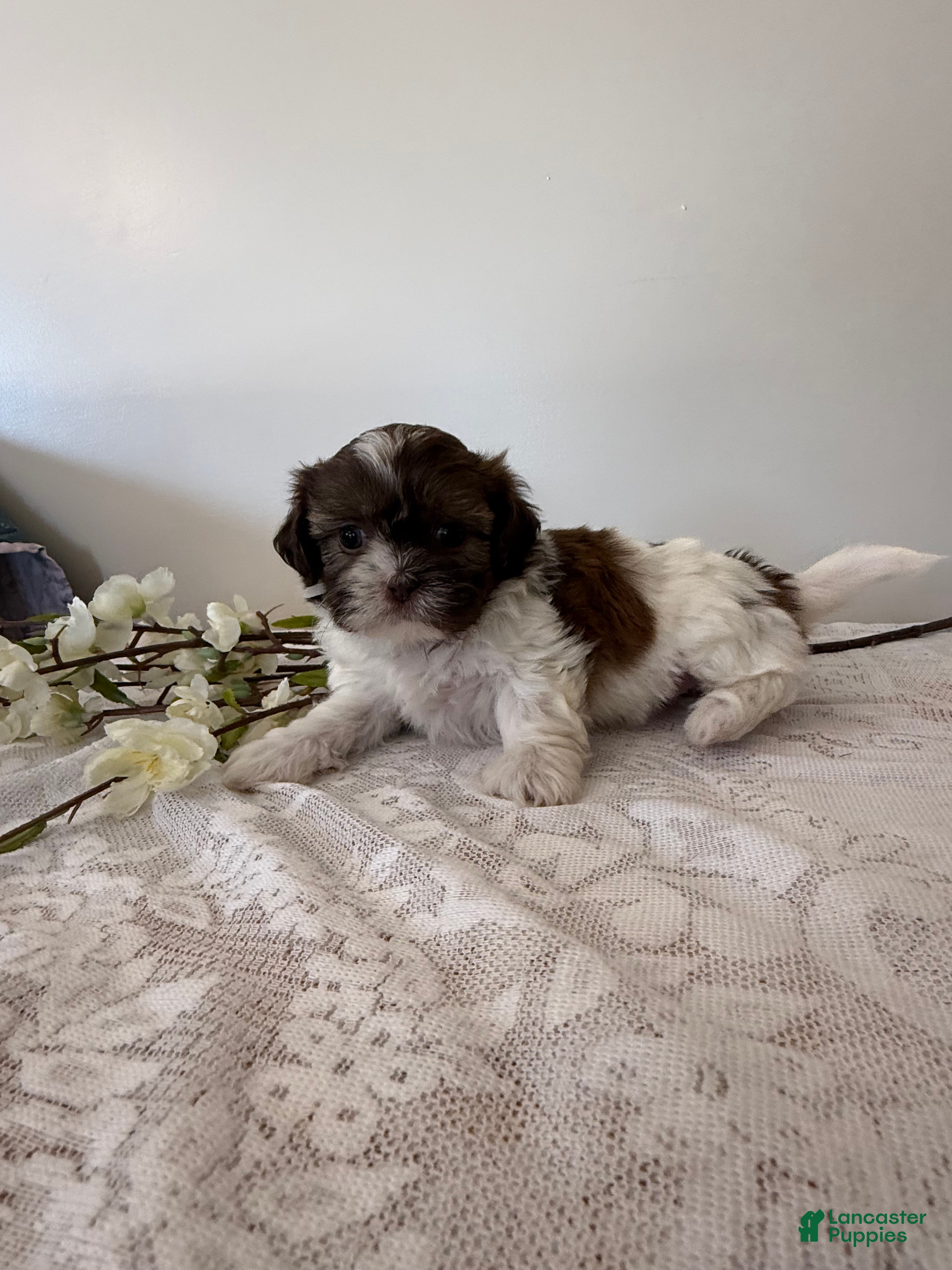 Shih Tzu dogs Custard Shih Tzu Puppy  - Ad 1