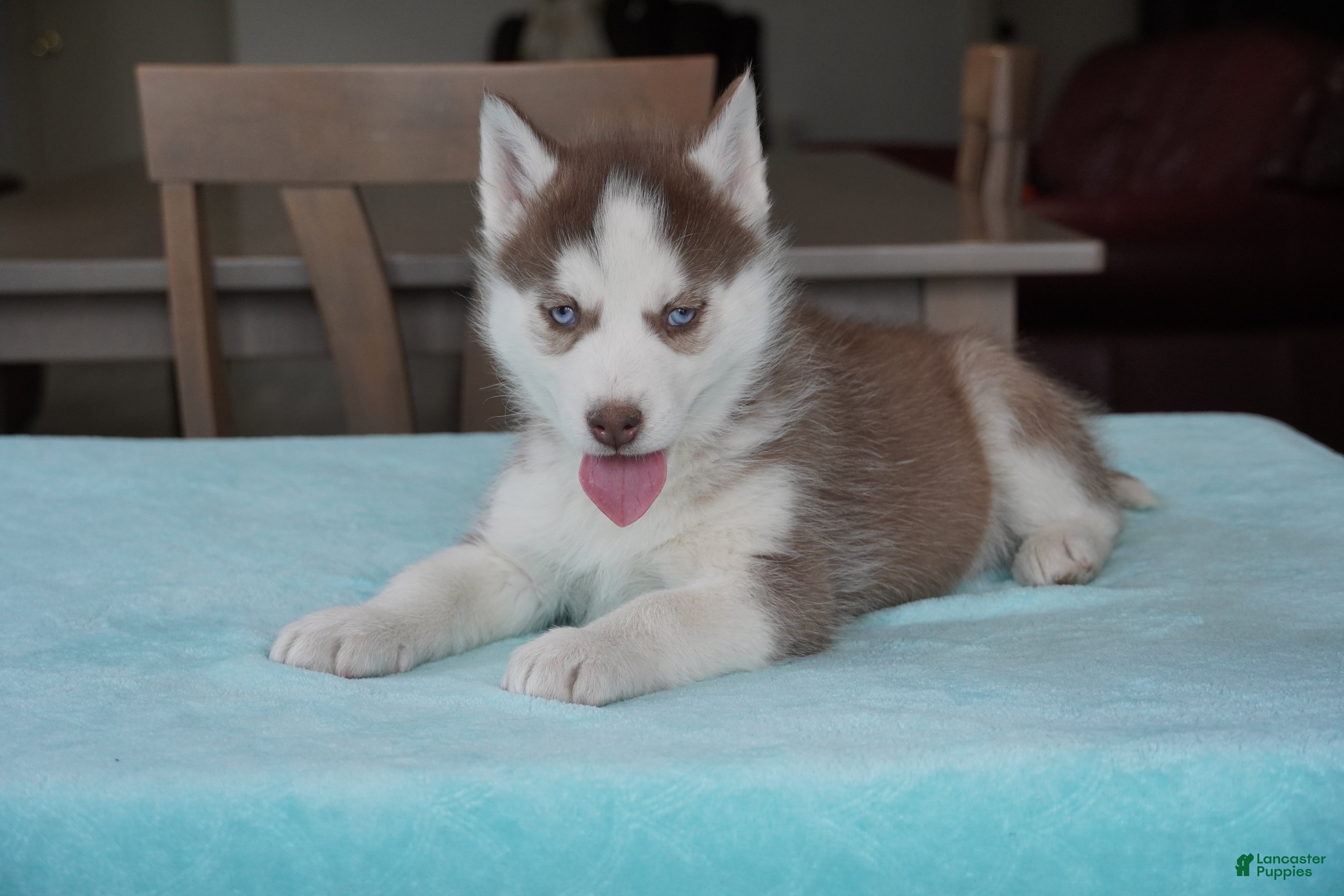 Siberian Husky dogs Champ - Ad 1