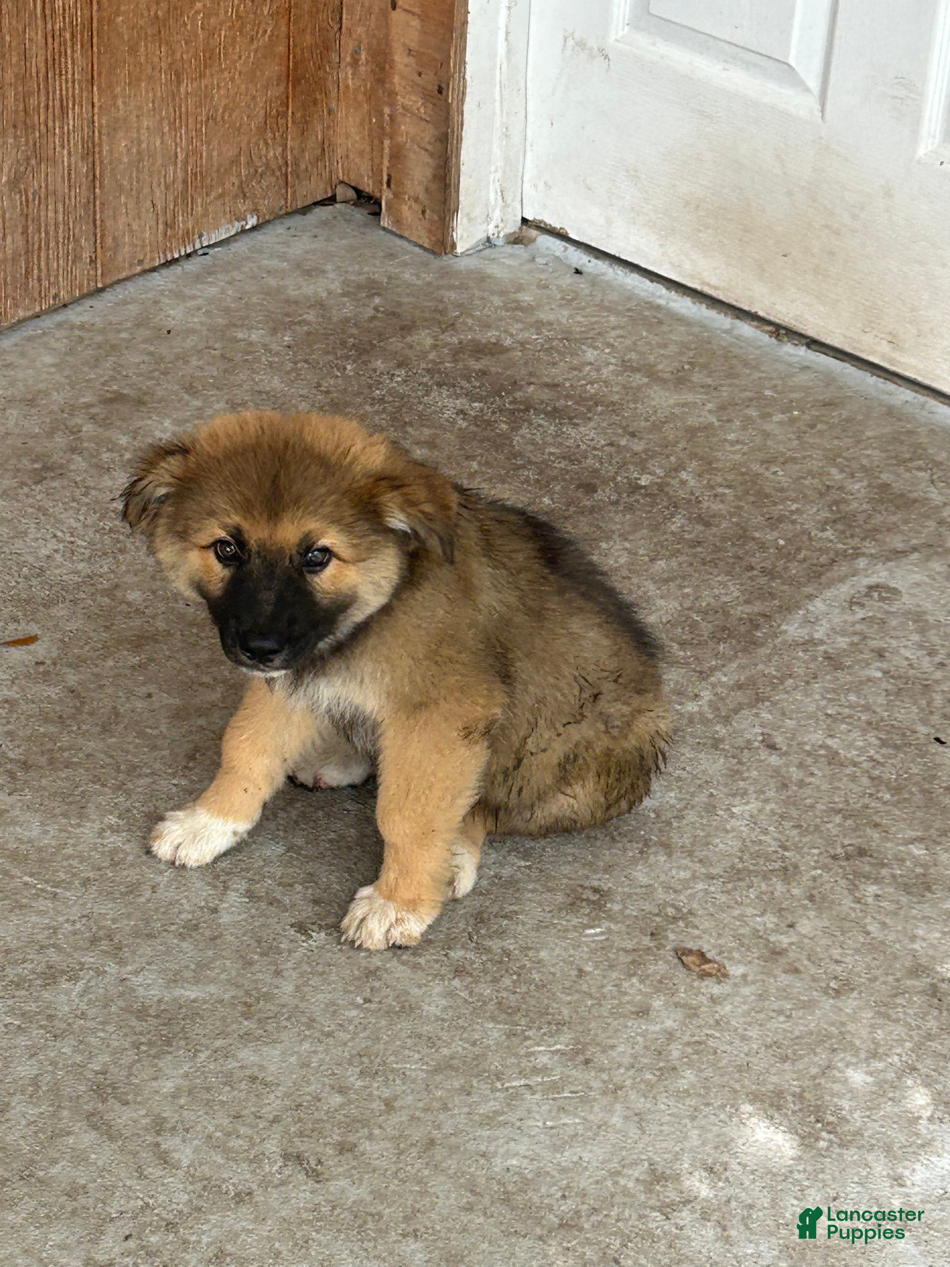 Mixed Breed dogs Mixed Breed 1 - Ad 37