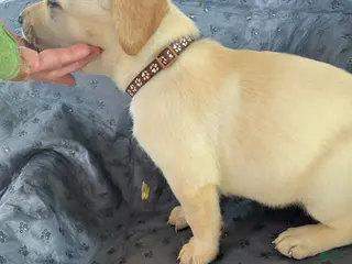 Labrador Retriever dogs John-Male - Ad 16