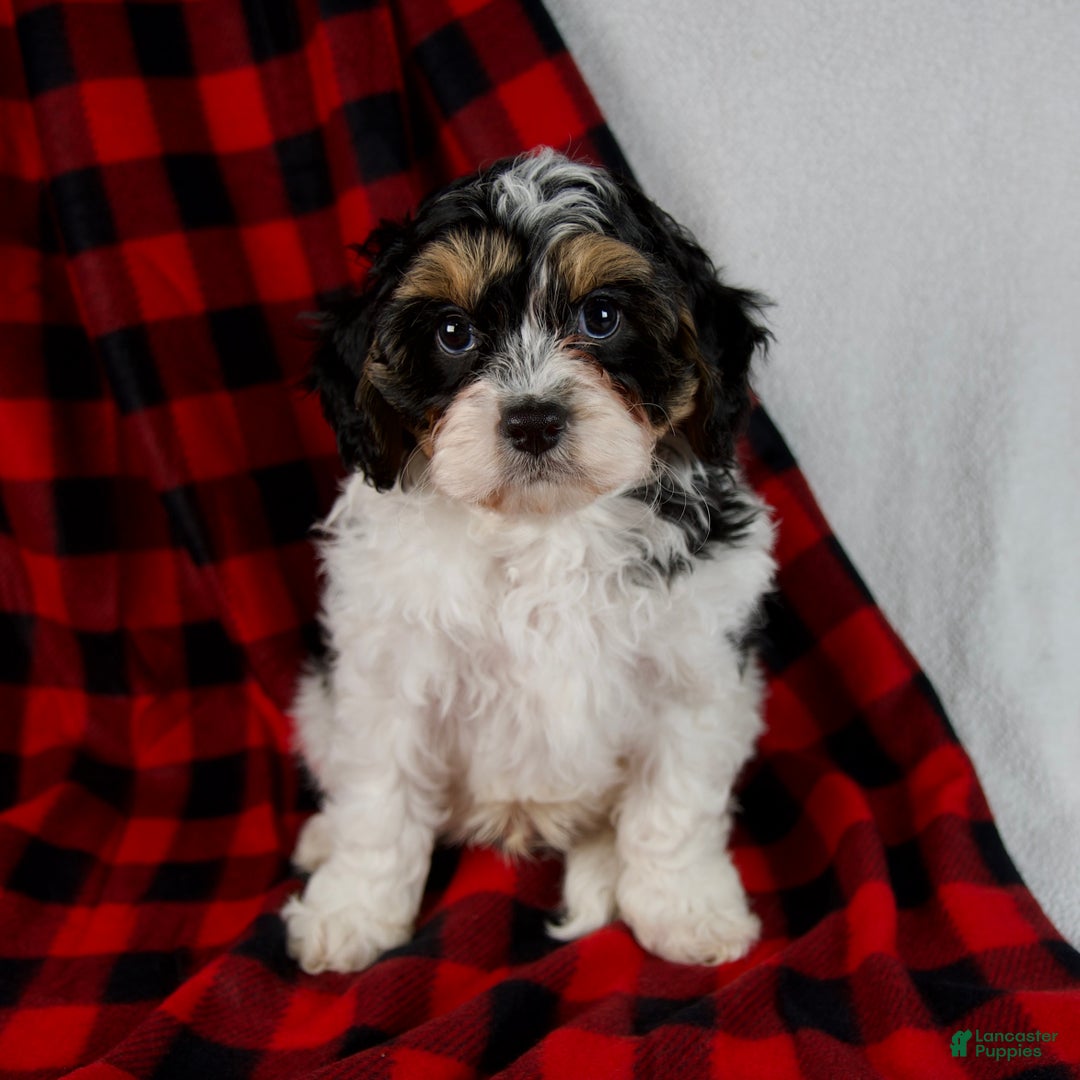 Cavapoo dogs for sale: Enzo - Ad 3