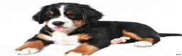 Bernese Mountain Dog dogs for sale: Princess - Ad 6