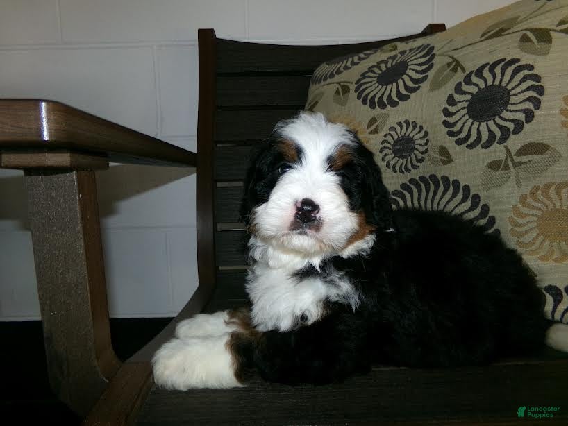 Mini Bernedoodle dogs Austin - Ad 2