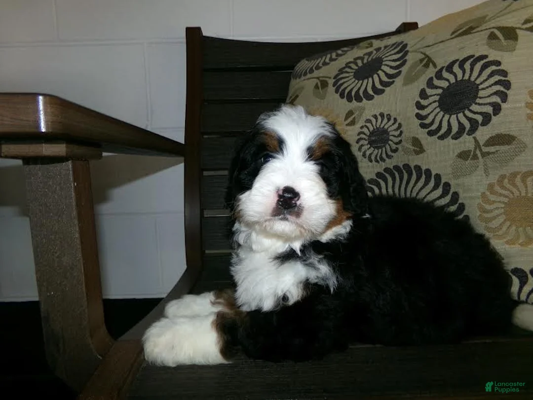 Mini Bernedoodle dogs for sale: Austin - Ad 6
