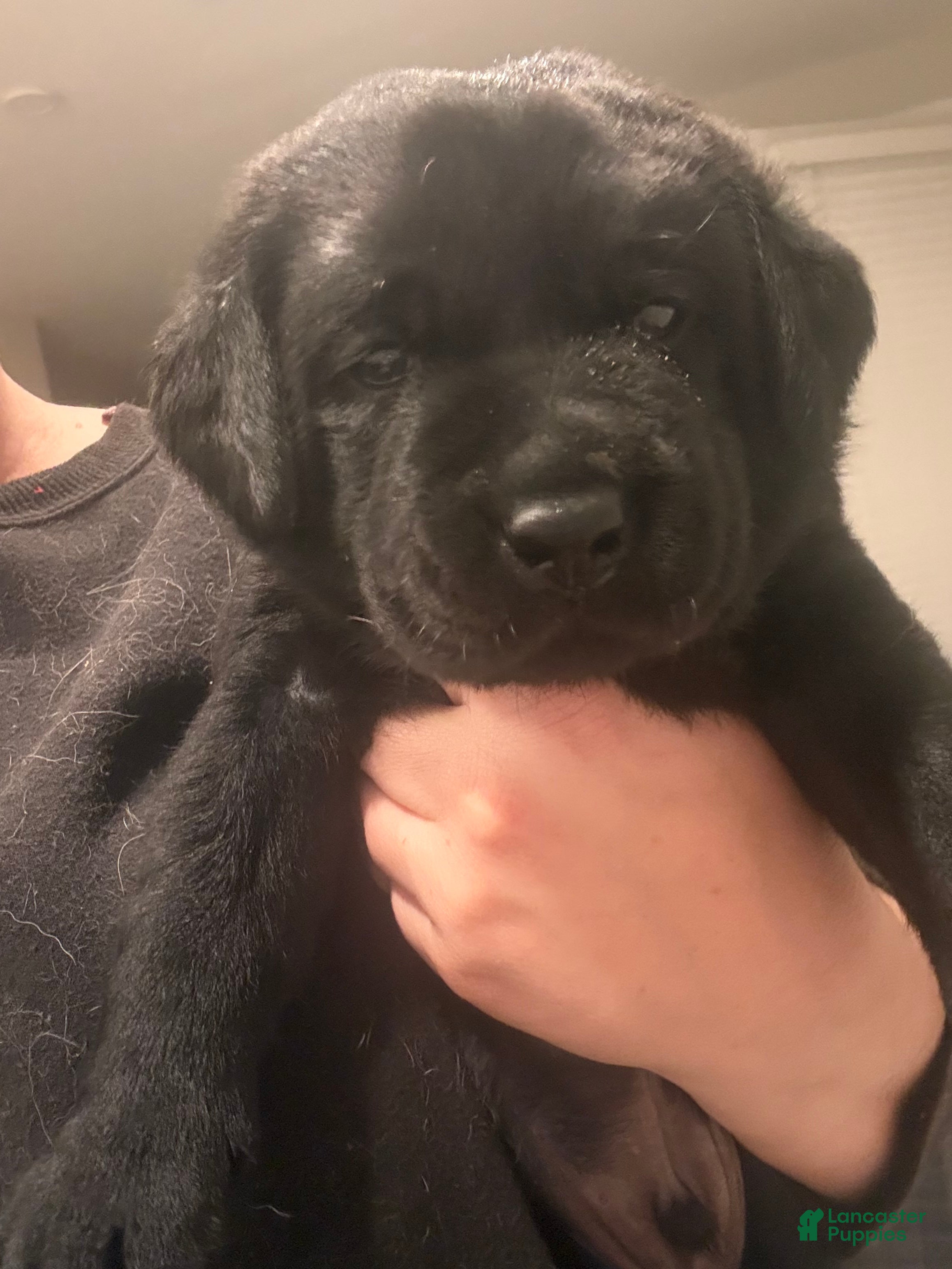 Labrador Retriever dogs Brown collar boy - Ad 5