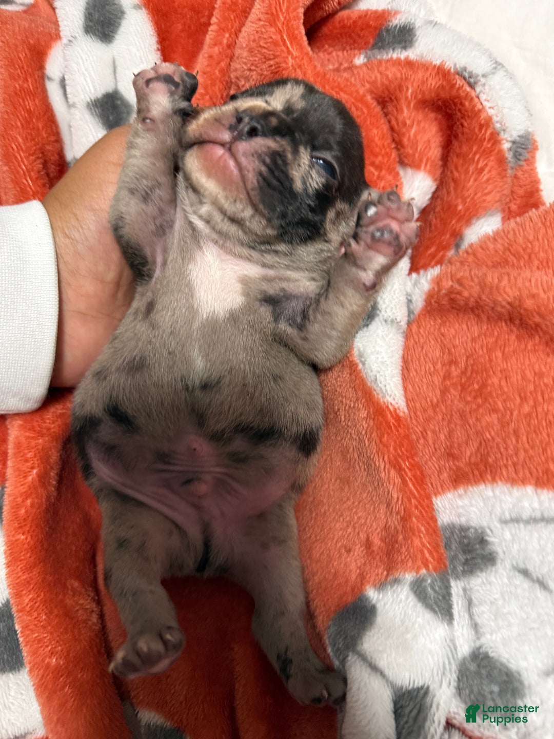 French Bulldog dogs for sale: Prince - Ad 3