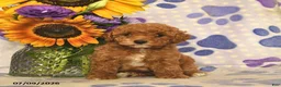Cockapoo dogs for sale: Alyssa  - Ad 3