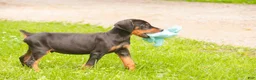 Doberman Pinscher dogs for sale: Griffin - Ad 3