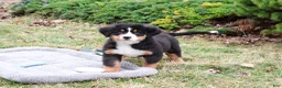 Bernese Mountain Dog dogs for sale: Snowflake  - Ad 7