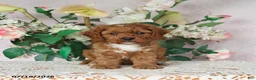 Cavapoo dogs for sale: Lennon - Ad 3