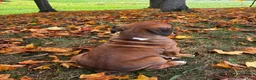 Boxer dogs for sale: Jace - Ad 6