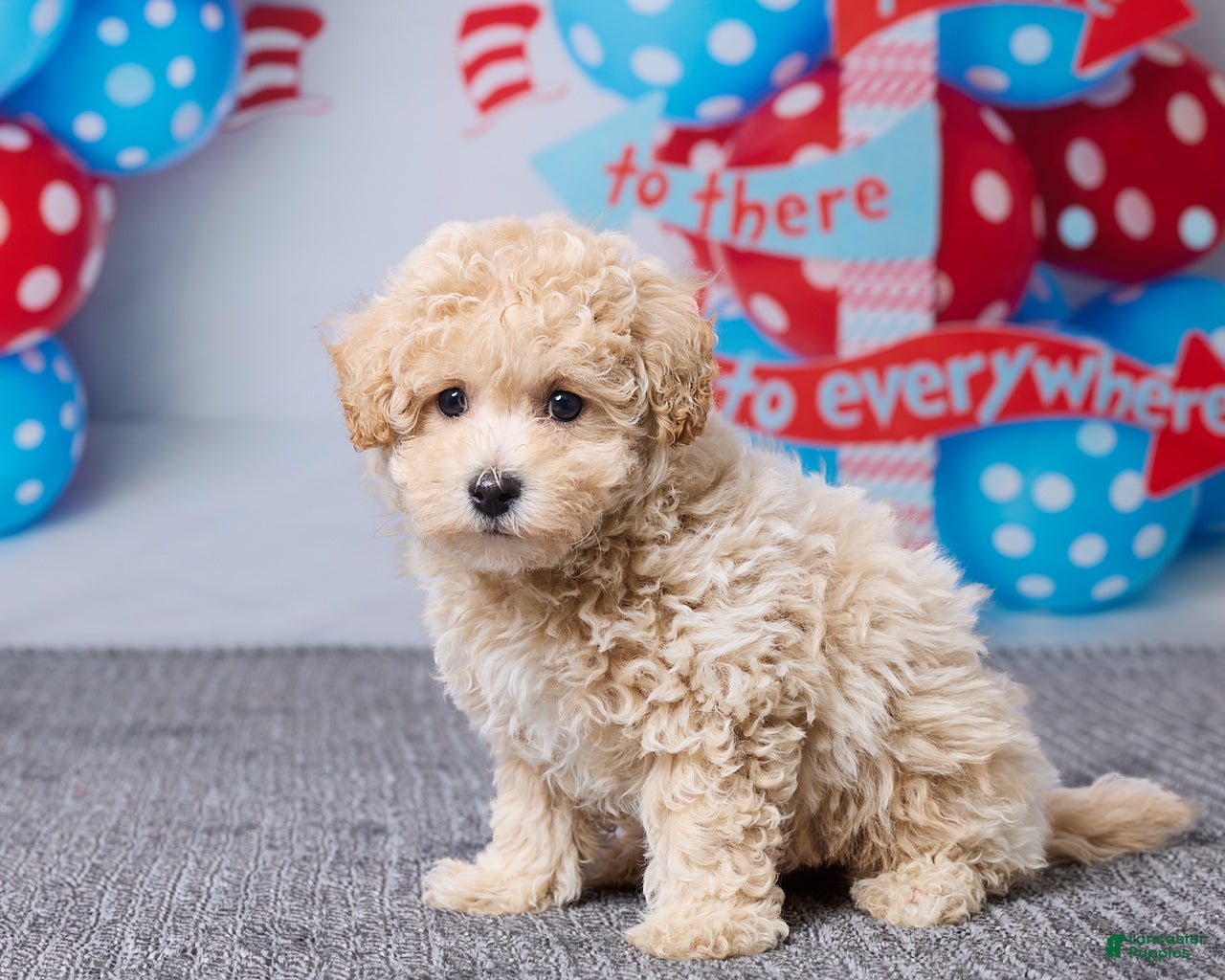 Maltipoo dogs Chase - Ad 2