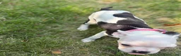 Boston Terrier dogs for sale: Boston Terrier 1 - Ad 13