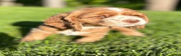Cocker Spaniel dogs for sale: Gloria - Ad 2