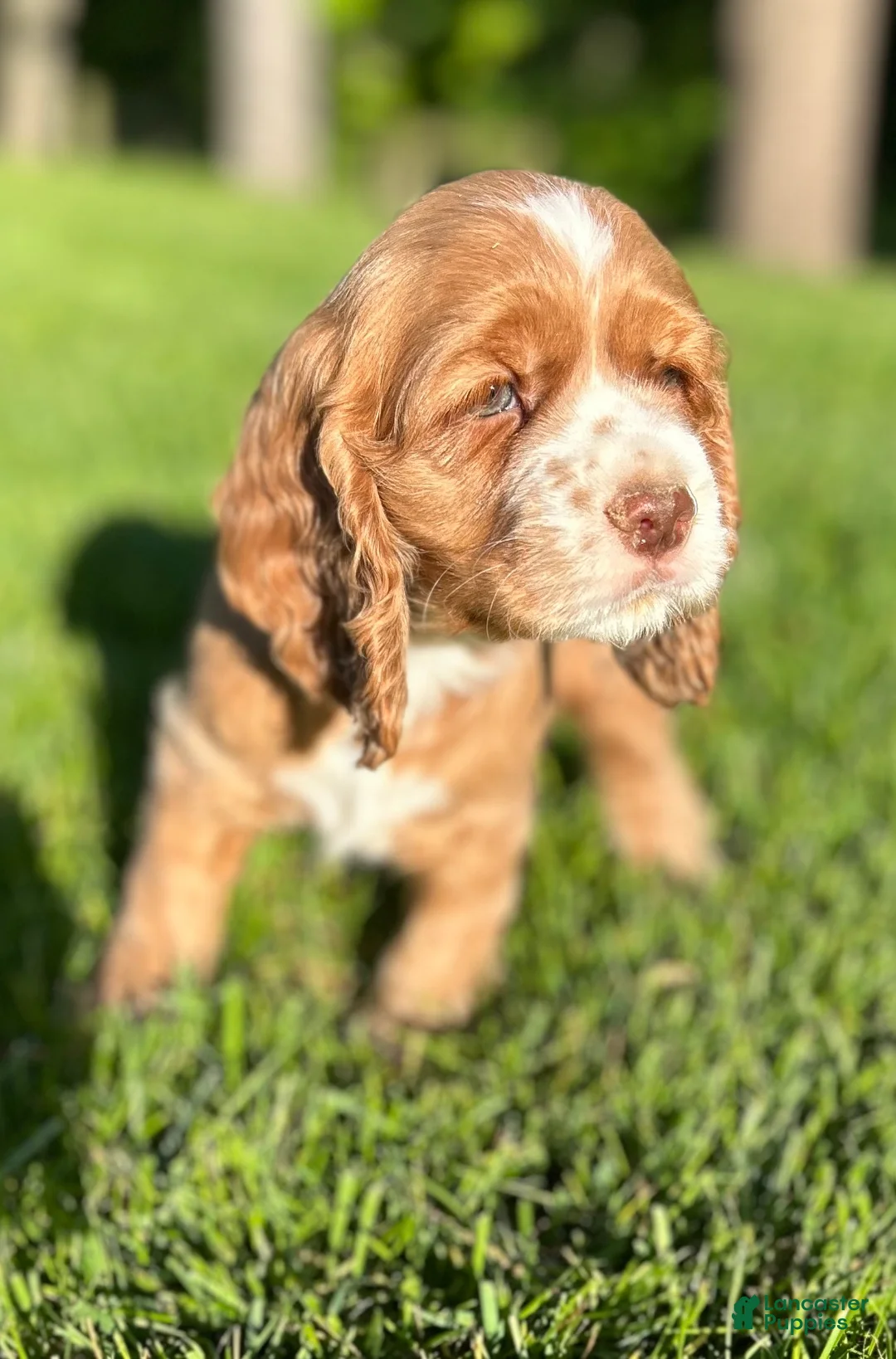 Cocker Spaniel dogs for sale: Gloria - Ad 2