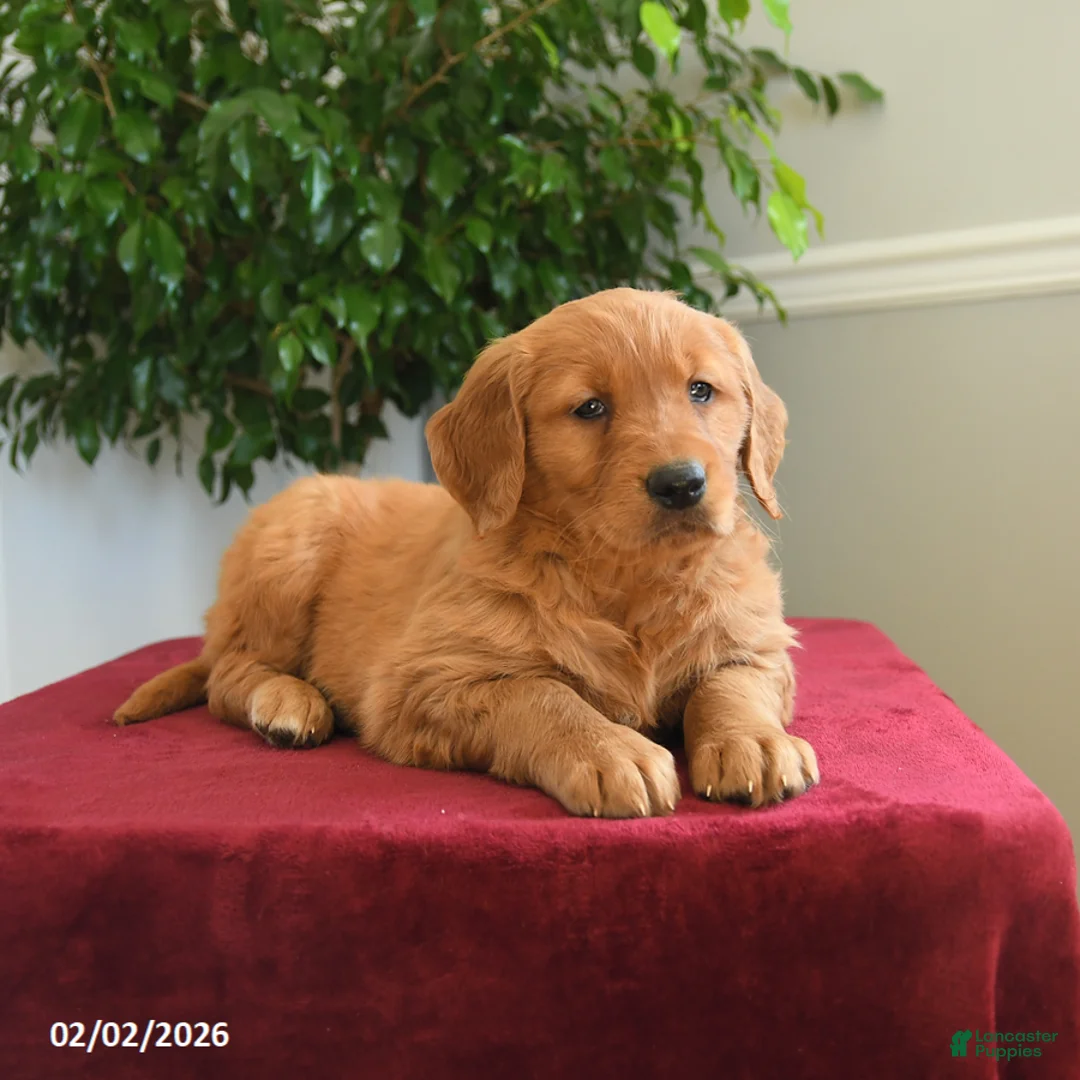 Golden Retriever dogs for sale: Taffy - Ad 3