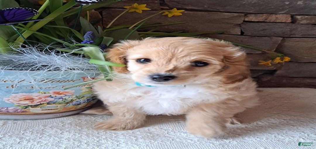 Gallery Image {{count}}