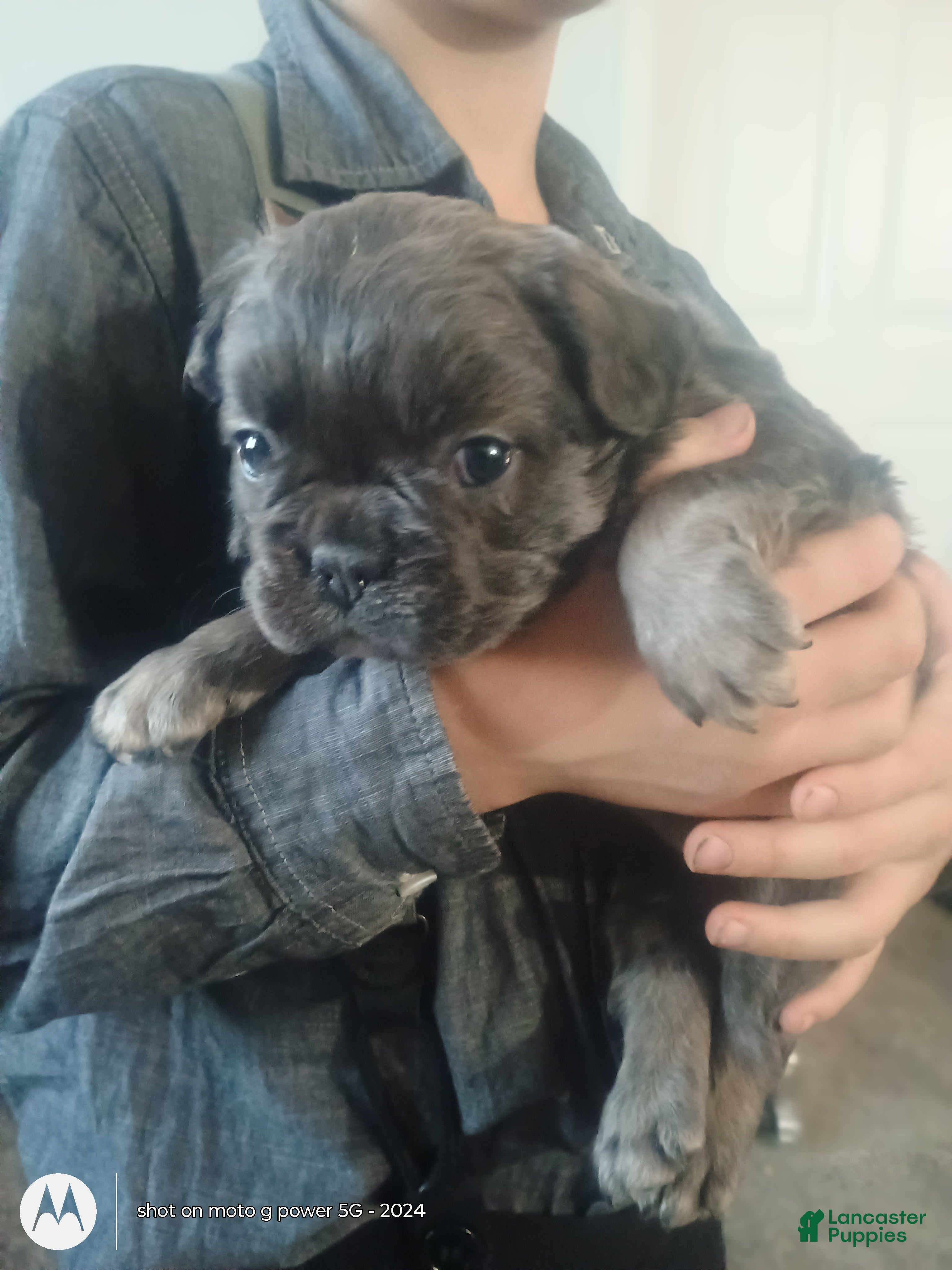 French Bulldog dogs Fluffy Bluey - Ad 23