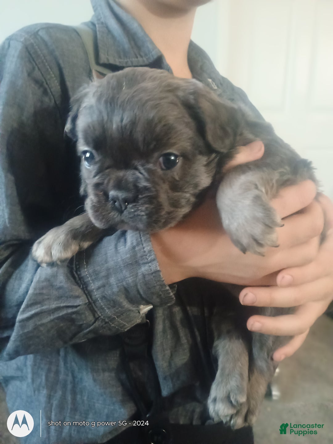 French Bulldog dogs for sale: Fluffy Bluey - Ad 1
