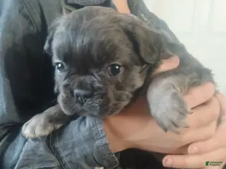 French Bulldog dogs Fluffy Bluey - Ad 7