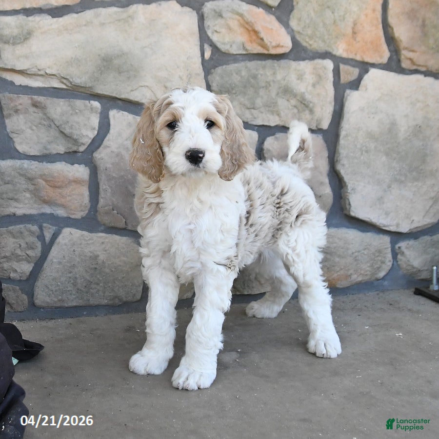 Labradoodle dogs Misty - Ad 1